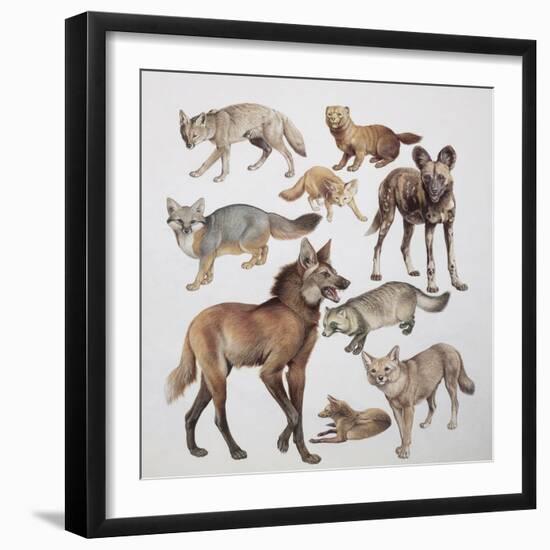 Close-Up of Various Wild Dogs-null-Framed Premium Giclee Print