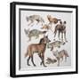 Close-Up of Various Wild Dogs-null-Framed Premium Giclee Print