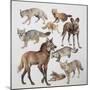 Close-Up of Various Wild Dogs-null-Mounted Premium Giclee Print