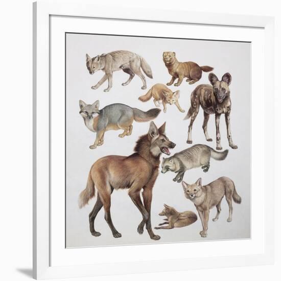 Close-Up of Various Wild Dogs-null-Framed Giclee Print