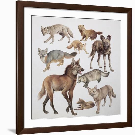 Close-Up of Various Wild Dogs-null-Framed Giclee Print