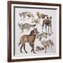 Close-Up of Various Wild Dogs-null-Framed Giclee Print