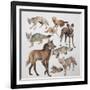 Close-Up of Various Wild Dogs-null-Framed Giclee Print