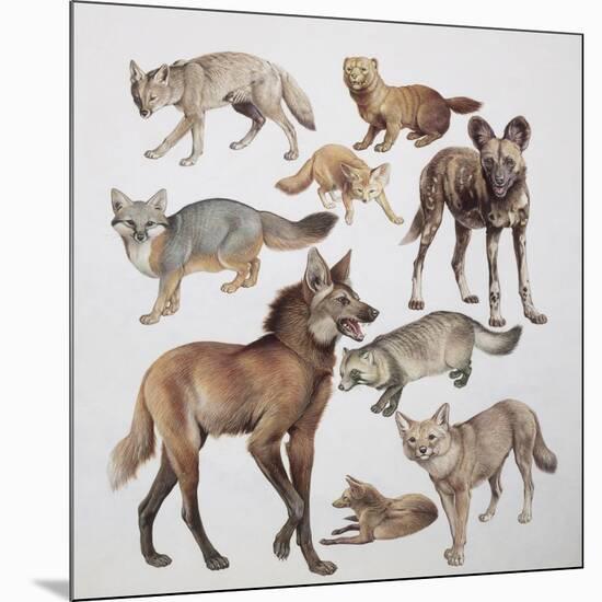 Close-Up of Various Wild Dogs-null-Mounted Giclee Print