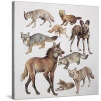 Close-Up of Various Wild Dogs-null-Stretched Canvas