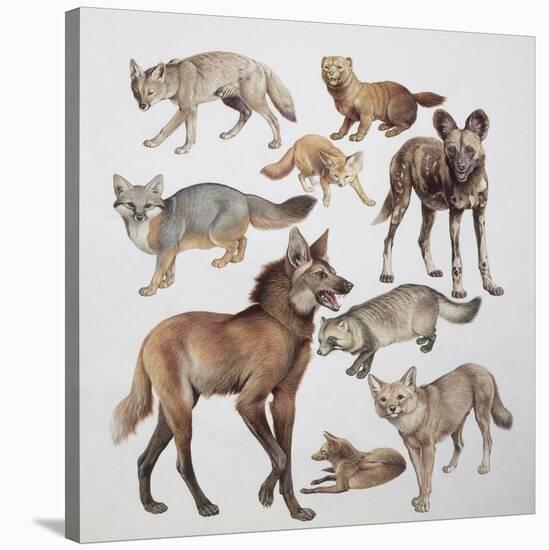 Close-Up of Various Wild Dogs-null-Stretched Canvas