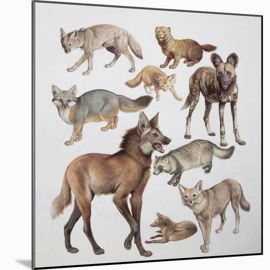 Close-Up of Various Wild Dogs-null-Mounted Giclee Print