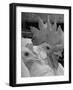 Close Up of View of Two White Leghorns, That Hatched at the Same Time-Bernard Hoffman-Framed Photographic Print