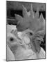 Close Up of View of Two White Leghorns, That Hatched at the Same Time-Bernard Hoffman-Mounted Photographic Print