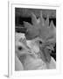 Close Up of View of Two White Leghorns, That Hatched at the Same Time-Bernard Hoffman-Framed Photographic Print