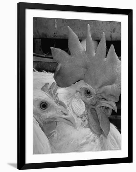 Close Up of View of Two White Leghorns, That Hatched at the Same Time-Bernard Hoffman-Framed Photographic Print