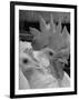 Close Up of View of Two White Leghorns, That Hatched at the Same Time-Bernard Hoffman-Framed Photographic Print