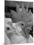 Close Up of View of Two White Leghorns, That Hatched at the Same Time-Bernard Hoffman-Mounted Photographic Print