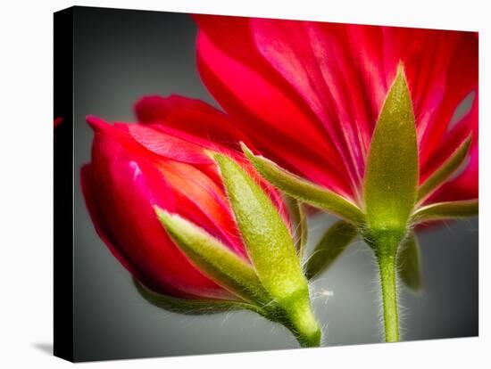 Close Up of Vining Geranium from Back of Flower-Rona Schwarz-Stretched Canvas