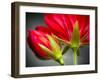 Close Up of Vining Geranium from Back of Flower-Rona Schwarz-Framed Photographic Print