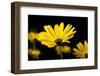 Close-Up of Voltage Yellow African Daisy Flowers, Florida, USA-null-Framed Photographic Print