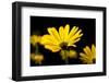 Close-Up of Voltage Yellow African Daisy Flowers, Florida, USA-null-Framed Photographic Print