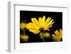 Close-Up of Voltage Yellow African Daisy Flowers, Florida, USA-null-Framed Photographic Print