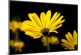 Close-Up of Voltage Yellow African Daisy Flowers, Florida, USA-null-Mounted Photographic Print