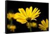 Close-Up of Voltage Yellow African Daisy Flowers, Florida, USA-null-Framed Stretched Canvas