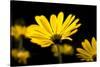 Close-Up of Voltage Yellow African Daisy Flowers, Florida, USA-null-Stretched Canvas