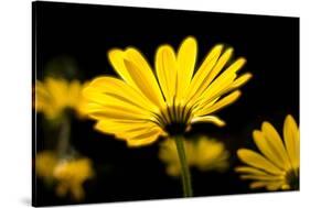 Close-Up of Voltage Yellow African Daisy Flowers, Florida, USA-null-Stretched Canvas