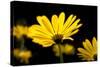 Close-Up of Voltage Yellow African Daisy Flowers, Florida, USA-null-Stretched Canvas