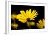 Close-Up of Voltage Yellow African Daisy Flowers, Florida, USA-null-Framed Photographic Print