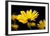 Close-Up of Voltage Yellow African Daisy Flowers, Florida, USA-null-Framed Photographic Print