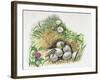 Close-Up of Wall Lizards Hatching Eggs (Podarcis Muralis)-null-Framed Giclee Print