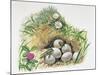 Close-Up of Wall Lizards Hatching Eggs (Podarcis Muralis)-null-Mounted Giclee Print