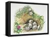 Close-Up of Wall Lizards Hatching Eggs (Podarcis Muralis)-null-Framed Stretched Canvas