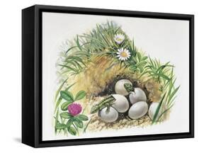 Close-Up of Wall Lizards Hatching Eggs (Podarcis Muralis)-null-Framed Stretched Canvas