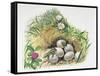 Close-Up of Wall Lizards Hatching Eggs (Podarcis Muralis)-null-Framed Stretched Canvas