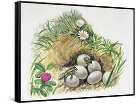 Close-Up of Wall Lizards Hatching Eggs (Podarcis Muralis)-null-Framed Stretched Canvas