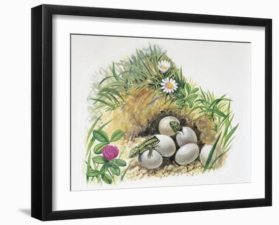 Close-Up of Wall Lizards Hatching Eggs (Podarcis Muralis)-null-Framed Giclee Print