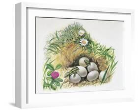 Close-Up of Wall Lizards Hatching Eggs (Podarcis Muralis)-null-Framed Giclee Print