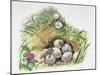 Close-Up of Wall Lizards Hatching Eggs (Podarcis Muralis)-null-Mounted Giclee Print