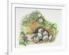 Close-Up of Wall Lizards Hatching Eggs (Podarcis Muralis)-null-Framed Giclee Print