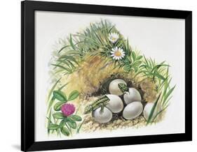 Close-Up of Wall Lizards Hatching Eggs (Podarcis Muralis)-null-Framed Giclee Print