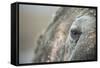 Close-Up of Walrus Eye, Hudson Bay, Nunavut, Canada-Paul Souders-Framed Stretched Canvas