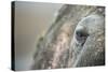 Close-Up of Walrus Eye, Hudson Bay, Nunavut, Canada-Paul Souders-Stretched Canvas