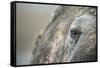 Close-Up of Walrus Eye, Hudson Bay, Nunavut, Canada-Paul Souders-Framed Stretched Canvas