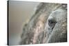 Close-Up of Walrus Eye, Hudson Bay, Nunavut, Canada-Paul Souders-Stretched Canvas