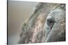 Close-Up of Walrus Eye, Hudson Bay, Nunavut, Canada-Paul Souders-Stretched Canvas