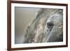 Close-Up of Walrus Eye, Hudson Bay, Nunavut, Canada-Paul Souders-Framed Photographic Print