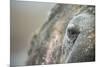 Close-Up of Walrus Eye, Hudson Bay, Nunavut, Canada-Paul Souders-Mounted Photographic Print