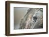 Close-Up of Walrus Eye, Hudson Bay, Nunavut, Canada-Paul Souders-Framed Photographic Print