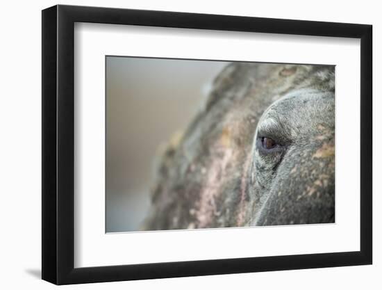 Close-Up of Walrus Eye, Hudson Bay, Nunavut, Canada-Paul Souders-Framed Photographic Print