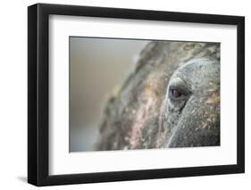 Close-Up of Walrus Eye, Hudson Bay, Nunavut, Canada-Paul Souders-Framed Photographic Print